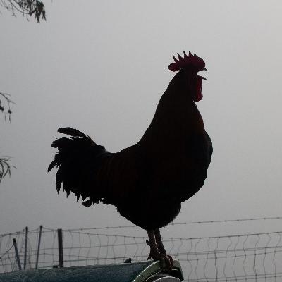 Rooster Rescuer Lisa Short