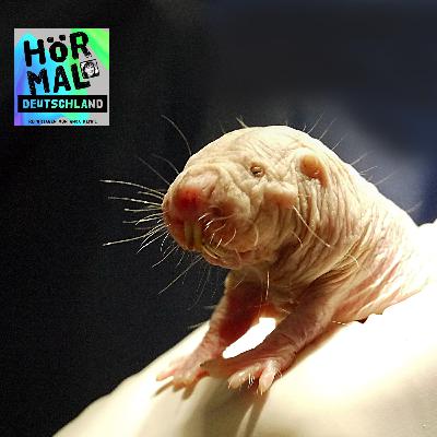 Kurt, der Nacktmull WELTTIERSCHUTZTAG Kurt, der Nacktmull WELTTIERSCHUTZTAG