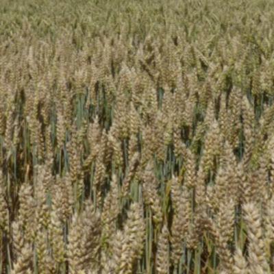 Органическая пшеница как угроза — мнение экспертов, часть 2