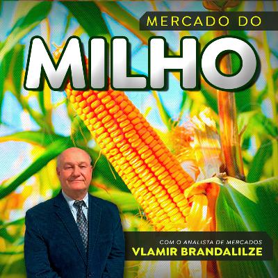 Milho para etanol e ração pode jogar preços para cima