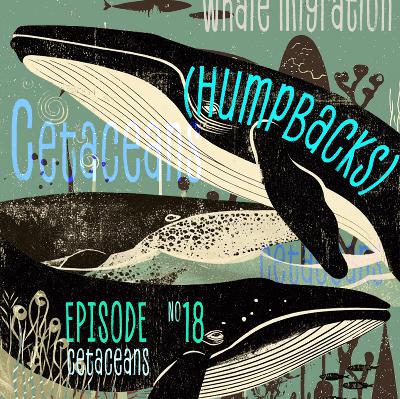 Whale Watching in Spring-Humpbacks