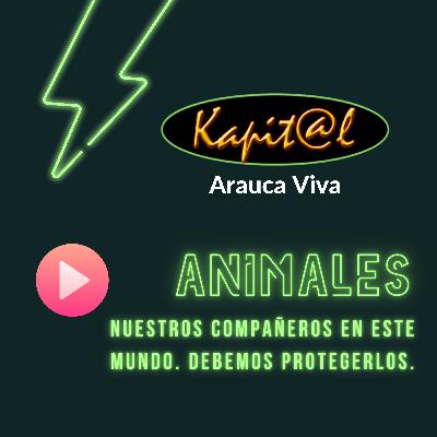 Maltrato animal, una triste realidad