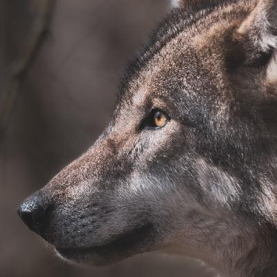 El Lobo Con Piel De Oveja El Lobo Con Piel De Oveja
