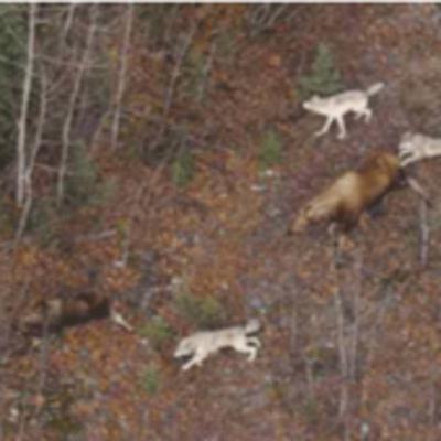 THE TOKLAT WOLVES - with Gordon Haber THE TOKLAT WOLVES - with Gordon Haber