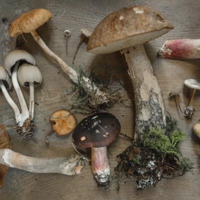 Microdosing for regular people: is Microdosing the game-changer for anxiety, depression, and a better mental life?