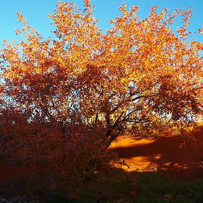 “Living by Faith”