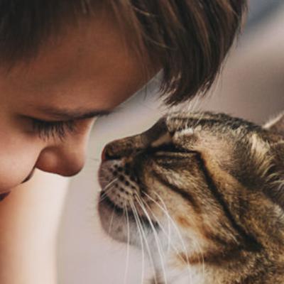 Cats Can Have a Profound Effect on Your Physical And Mental Health