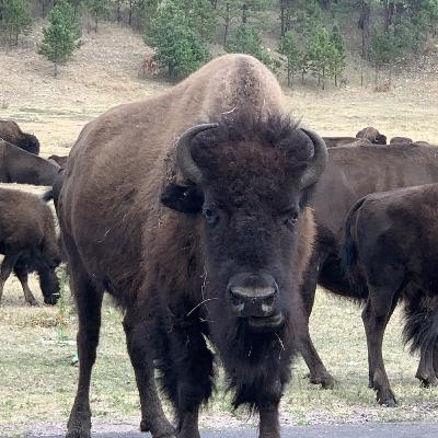 Seth to the Rescue Seth to the Rescue