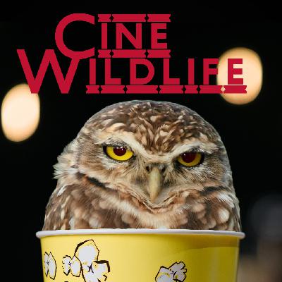 Cine Wildlife - L'eredità di Andor: Rebellions are built on hope Cine Wildlife - L'eredità di Andor: Rebellions are built on hope