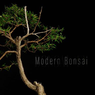 Modern Bonsai Episode 22 " Sakadama " Ft Antony Smith