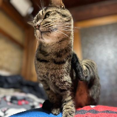 「猫とコタツとネコメールスペシャル」大参もりえのネコモリ　#35　2023年11月26日放送分