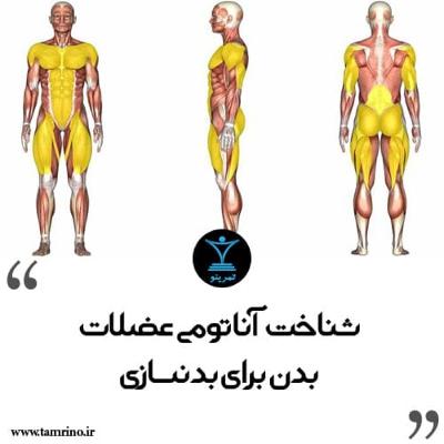 شناخت آناتومی عضلات بدن برای بدنسازی (هوش مصنوعی)