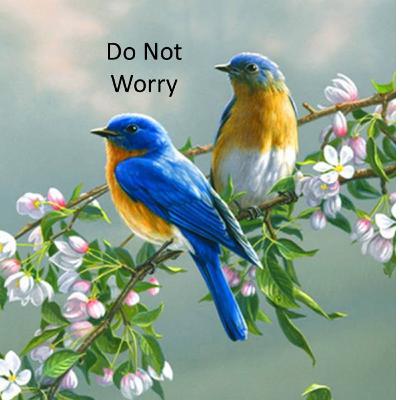 Do Not Worry (Matthew 6 : 25 - 34)