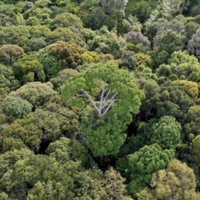 Congo Basin, Part 5: Where's the money for Congo Basin conservation?