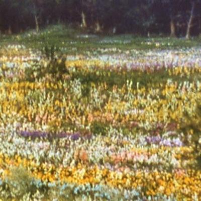 Los Sueños de Akira Kurosawa Los Sueños de Akira Kurosawa