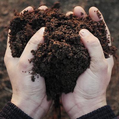 Right Plant, Right Place, Wrong Soil
