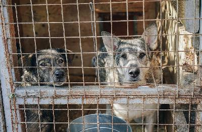 Kādu iemeslu dēļ cilvēki atdod savus suņus patversmēs? Kādu iemeslu dēļ cilvēki atdod savus suņus patversmēs?