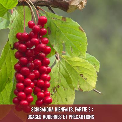 Schisandra bienfaits, partie 2 : usages modernes et précautions Schisandra bienfaits, partie 2 : usages modernes et précautions