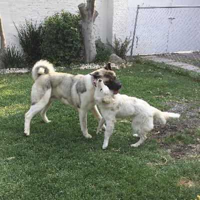 No tengas perro y ahórrate un dineral