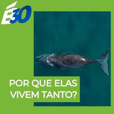 Baleia-da-Groenlândia Baleia-da-Groenlândia
