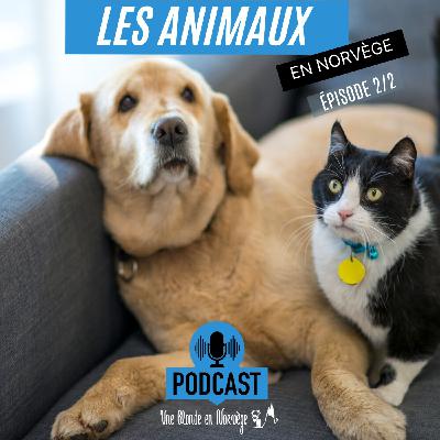 194 - Les animaux de compagnie (avec Aurélien) 2/2