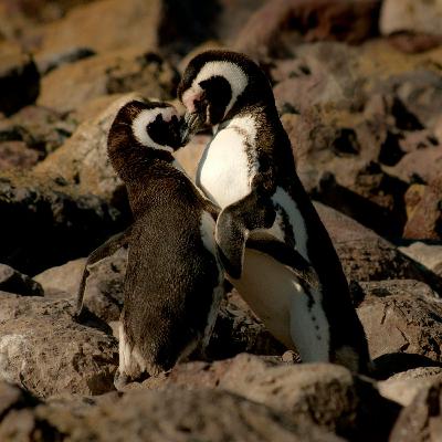 11 - Aimer humainement et divinement