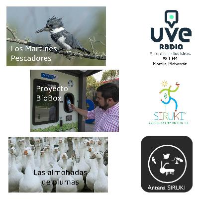 Programa 67-Martines Pescadores, Proyecto BioBox, Las almohadas de plumas.