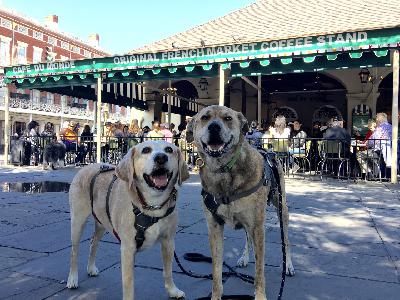 Pawcast Podcast #37 Louisiana Pawcast Podcast #37 Louisiana