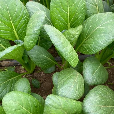 January 11th Veggie Notes Reading