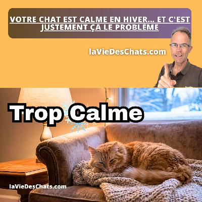 VOTRE CHAT EST CALME EN HIVER … ET C'EST JUSTEMENT ÇA LE PROBLÈME VOTRE CHAT EST CALME EN HIVER … ET C'EST JUSTEMENT ÇA LE PROBLÈME