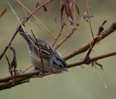 Birdchick Podcast #238