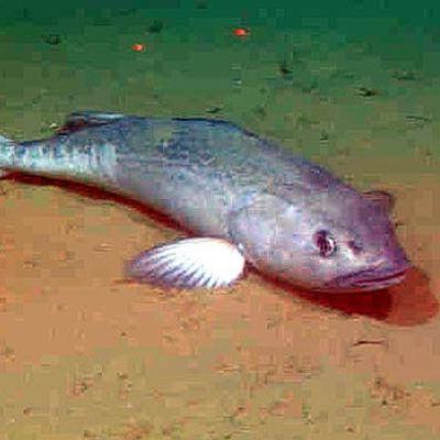 Alaska Fisheries Report 11 December 2025