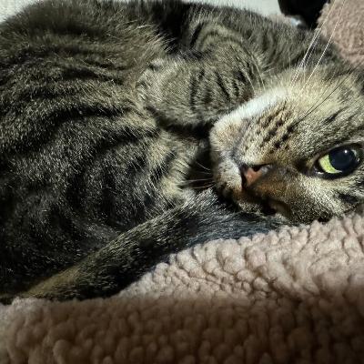 「猫のラーメン屋の漫画」大参もりえのネコモリ　#44　2024年1月28日放送分
