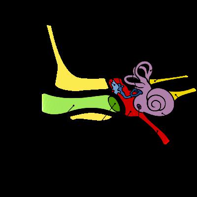 Study Skills 101: The Art of Effective Listening in Lectures