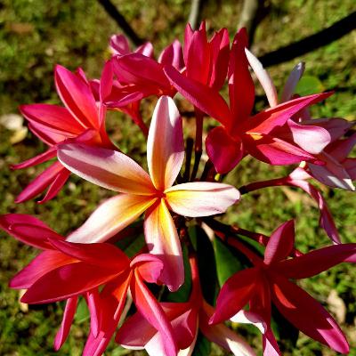 Coisas Que Aprendi - Episódio 4 - Byron Katie e o milagre do Amor