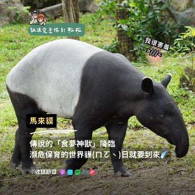 EP124 馬來貘 💤 傳說的食夢神獸降臨，瀕危保育的世界貘(ㄇㄛˋ)日就要到來☄️