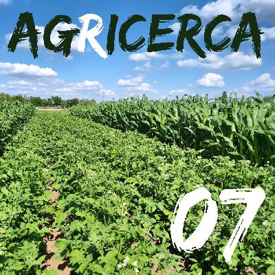 07 - Colture di copertura ed organismi benefici con Sara Cazzaniga 07 - Colture di copertura ed organismi benefici con Sara Cazzaniga