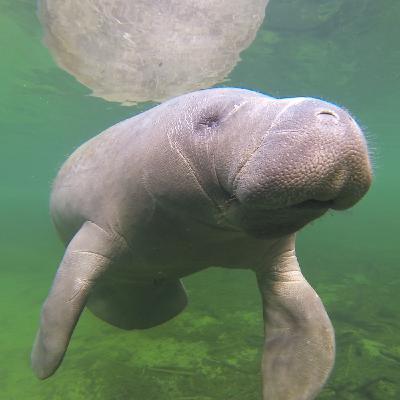 Episode 145: Manatees and Hurricanes, an Update After This Hurricane Season