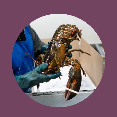 Boiling point: the uncertain future of lobster fishing