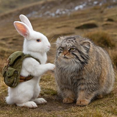 E-PILOT 霹靂貓系列-高原隱者貓:兔猻 Pallas's Cat