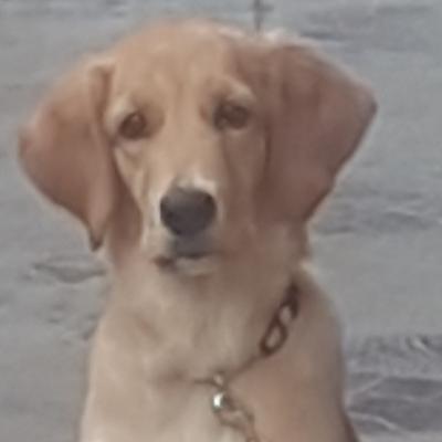 Wonder Pets - Chapter 6 - The Silly thief