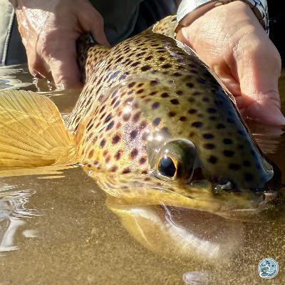 S8, Ep 17: Spring Awakening: George Costa on Central PA Fishing and Upcoming Hatches S8, Ep 17: Spring Awakening: George Costa on Central PA Fishing and Upcoming Hatches