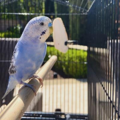 Budgerigars