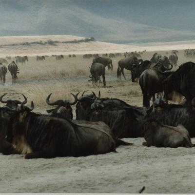 EP36: Stranded in a National Park - My adventures to Ngorongoro Crater EP36: Stranded in a National Park - My adventures to Ngorongoro Crater