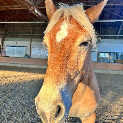 #415 Besseres Pferd, besseres Reiten? #415 Besseres Pferd, besseres Reiten?