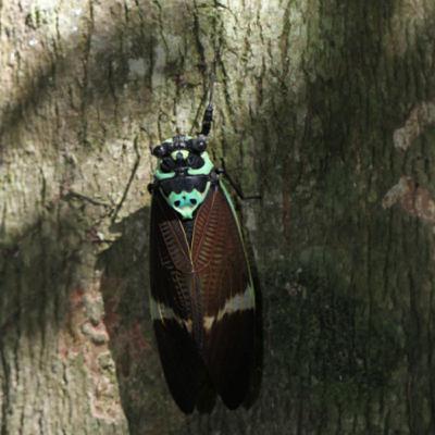 EP23【玩自然】嘉義阿里山草山社區