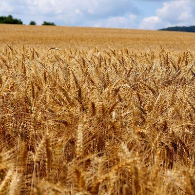 30. Redemption and Hope: Ruth, Naomi and the Faithful God Part 2 30. Redemption and Hope: Ruth, Naomi and the Faithful God Part 2