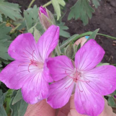 Sticky Geranium (Geranium Viscosissimum)