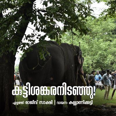 കുട്ടിശങ്കരനിടഞ്ഞു! | എഴുത്ത് രാജീവ് സാക്ഷി | വായന കല്ല്യാണിക്കുട്ടി | മലയാളം കഥ | Malayalam Story