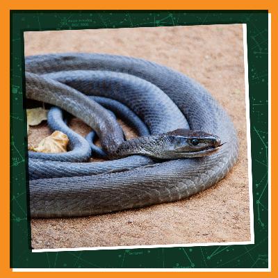 Caring for Venomous Reptiles Caring for Venomous Reptiles